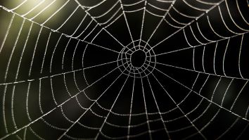 This Giant Spider Web Looks Big Enough To ‘Catch A Human’ – 2020 Continues To Hate Us