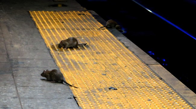New York City subway rats
