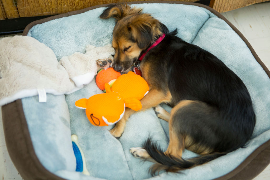 Dog scratching outlet his bed