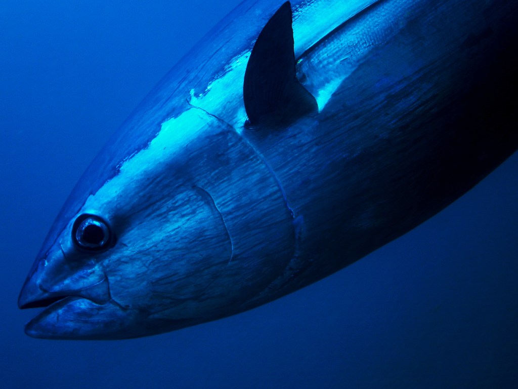 American fishing bucket list bluefin tuna