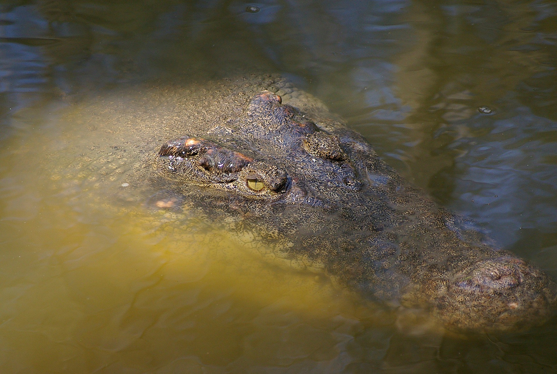 Aussie Fisherman Reels In A Massive Crocodile That Nearly Bends His ...