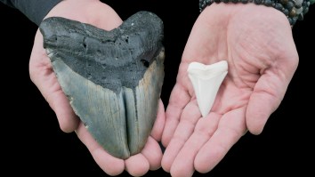 Megalodon Sharks Were Allegedly Cannibals In The Womb Which Led To Their Massive Size