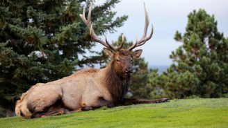 A Golfer In Colorado Had His Kidney ‘Ripped Into Pieces’ During A Freak Elk Attack On The Course