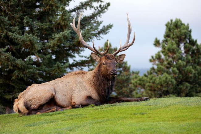 Bull elk attack on Colorado golf course