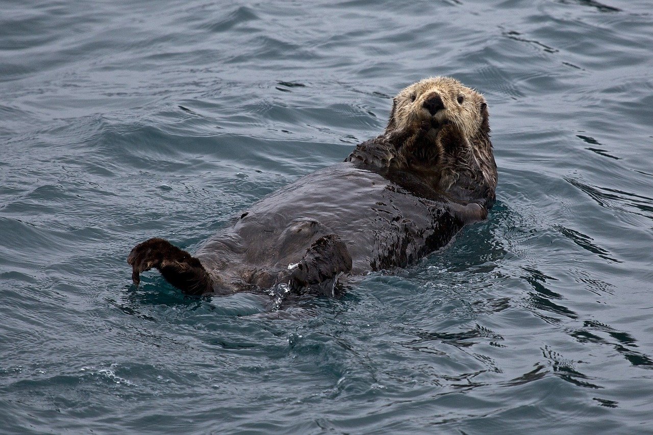 Otters Caught On Camera Eating The Livers, Hearts, And Private Parts Of