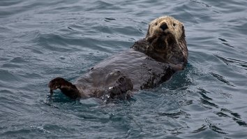 Otters Caught On Camera Eating The Livers, Hearts, And Private Parts Of Sharks Believed To Be Feasted On By Killer Whales