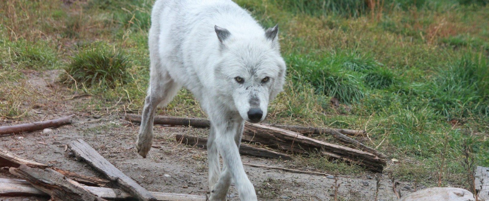 Yellowstone National Park wolves