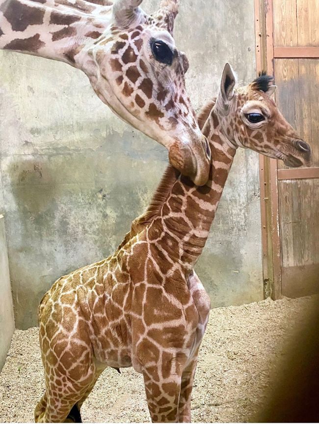 Ja Raffe Giraffe Memphis Zoo