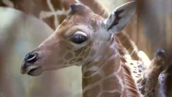 Memphis’ Baby Giraffe Is Named After The City’s Most Explosive Dunker, Reaches Well Above The Rim Like Ja Morant