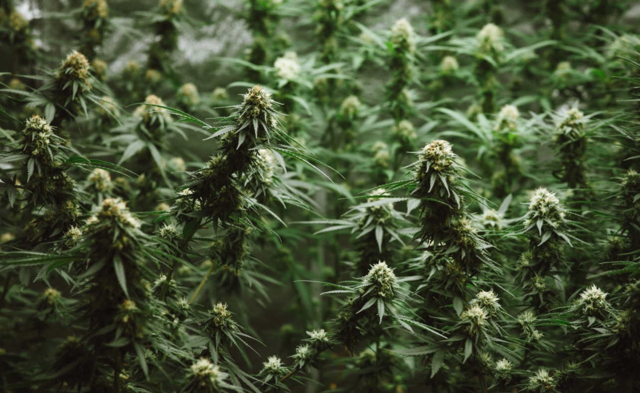 Ranking The Weed Quality From The New Weed States (NJ, MT, AZ, SD