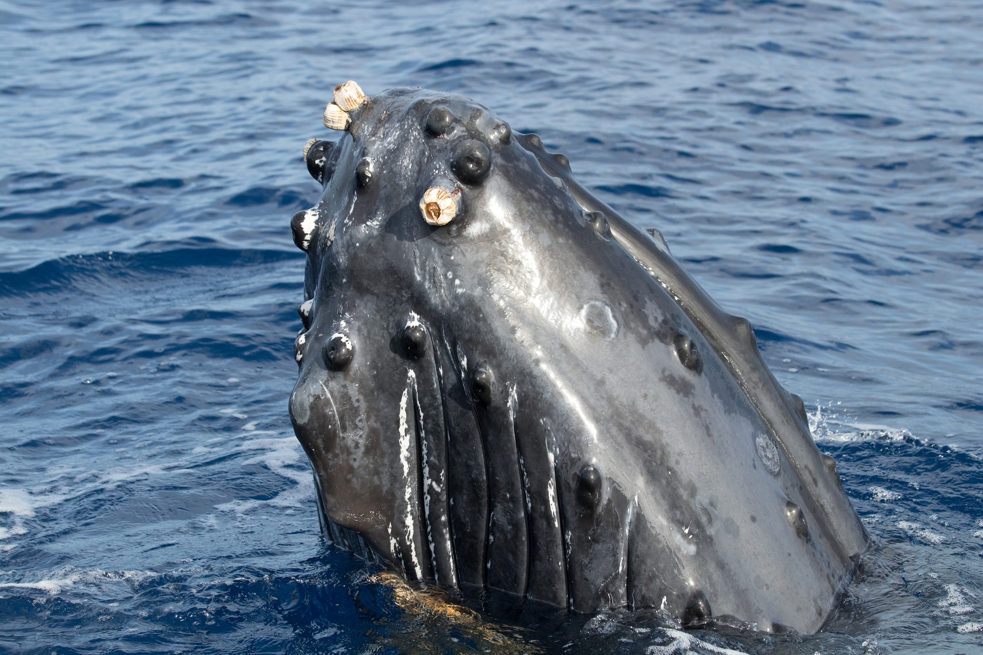 A Fisherman Making 670 A Month Found 220 Pounds Of Whale Vomit Worth