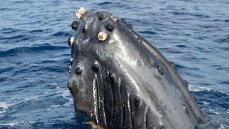 A Fisherman Making $670 A Month Found 220 Pounds Of Whale Vomit Worth Up To $3.2 Million