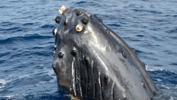 A Fisherman Making $670 A Month Found 220 Pounds Of Whale Vomit Worth Up To $3.2 Million