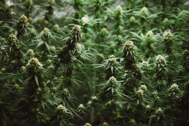 dea research marijuana growing policy change