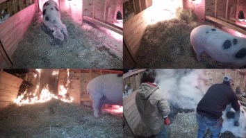 A Pregnant Pig Set A Barn On Fire During A Live Stream And Then A Random Viewer Saved Its Life