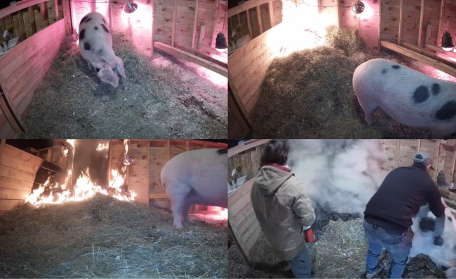 Pregnant Pig Barn Fire Live Stream