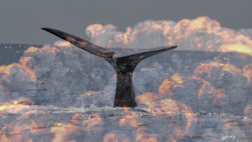 Wild Footage Of A 50-Foot Whale Exploding On A Beach Celebrates The 55th Anniversary Of America’s First Viral News Story