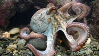 Study Finds Octopuses Are Thugs That Punch Fish For No Reason – The Internet Reacts