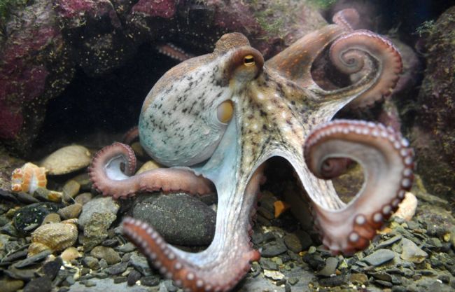 Scientific study finds that octopus are bullies that punch fish for no reason and the internet reacts with funny memes.