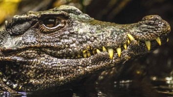 Golfer With Death Wish Grabs Ball That Came To Rest On A Gator, In Florida, Of Course