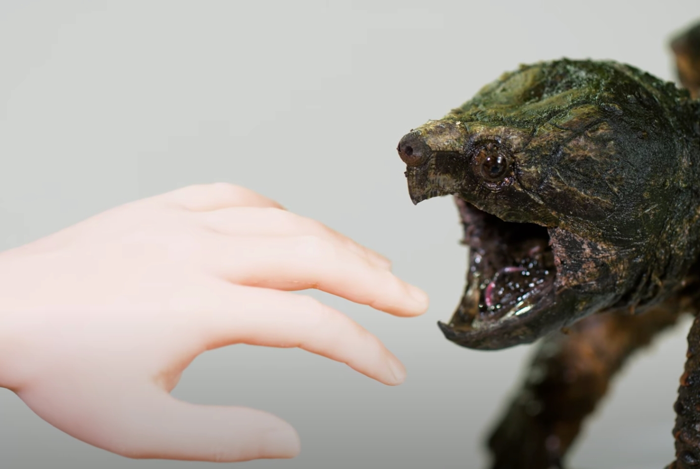 Slow Mo Footage Of An Alligator Snapping Turtle Biting Fingers Off A Hand Like Its Nothing 