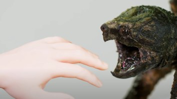 Slow-Mo Footage Of An Alligator Snapping Turtle Biting Fingers Off A Hand Like It’s Nothing