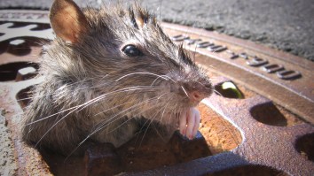 Rats Have Reportedly Overtaken An NYC Chipotle And Waged An All-Out War On Employees