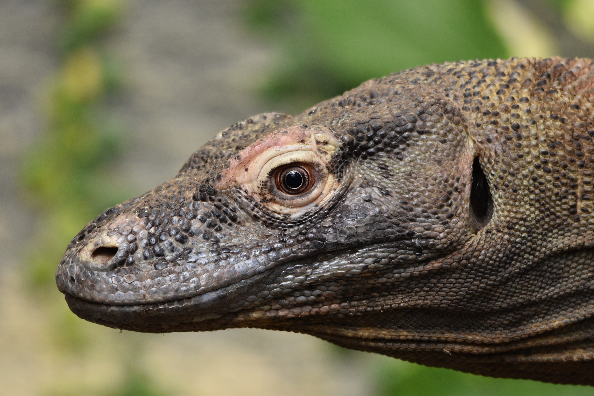 A Komodo Dragon Attacked A Jurassic Park Resort Worker It Sounds Worse Than T Rex Attack Brobible