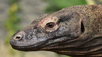 A Komodo Dragon Attacked A ‘Jurassic Park’ Resort Worker It Sounds Worse Than T-Rex Attack
