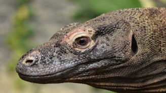 A Komodo Dragon Attacked A ‘Jurassic Park’ Resort Worker It Sounds Worse Than T-Rex Attack