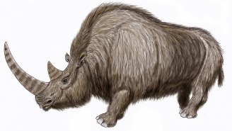A 20,000-Year-Old Wooly Rhinoceros Was Dug Up From Russia’s Permafrost And It’s Wild How Intact It Is
