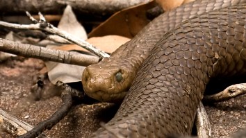 Scientists Discover Snakes Turn Their Bodies Into ‘Lassos’ To Climb And The Video Is Pure Nightmare Fuel