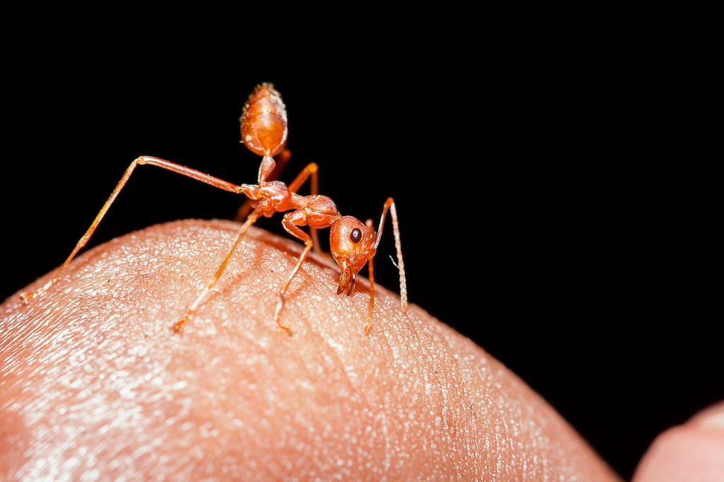 ant bite