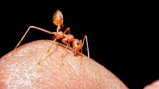 It’s Possible That Ants Could Be The Key To Ending The Misery Of Jock Itch