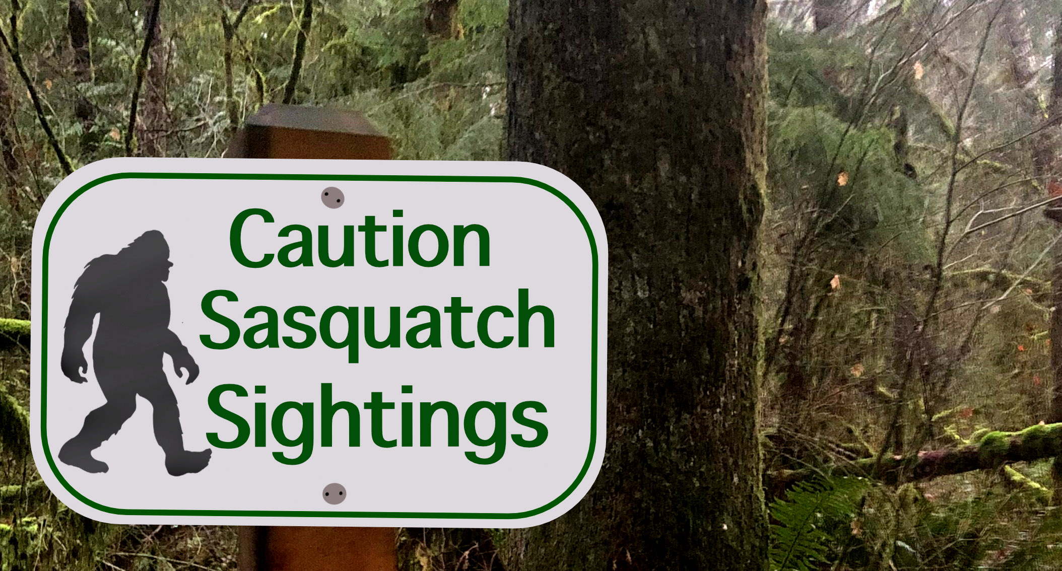 Carolina Bigfoot hunters claim sighting