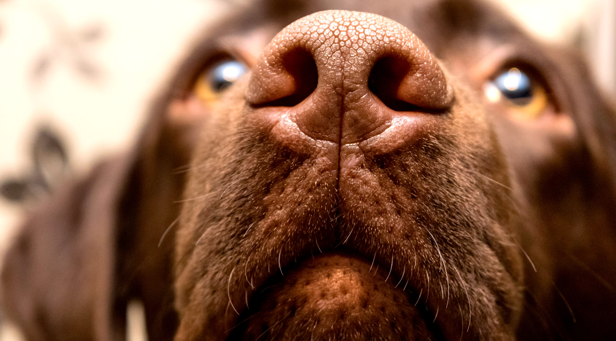 Why Do Dogs Like To Sniff People's Crotches? A Doctor Explains The Strange Behavior BroBible