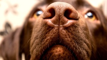 Why Do Dogs Like To Sniff People’s Crotches? A Doctor Explains The Strange Behavior