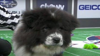 Pup Named Chunky Monkey Who Fell Asleep During The Puppy Bowl Is The Internet’s New Hero