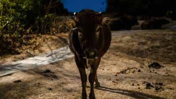 Rogue Colombian Cow Wreaks Havoc On A Hospital Waiting Room, Attacks Patients In A Wild Rampage