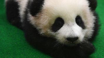 Baby Panda Xiao Qi Ji Tried His First Taste Of Applesauce And His Reaction Is Priceless