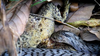 Researchers Observe Snakes Burying Their Heads In Frogs’ Bodies To Eat Their Organs While They’re Alive