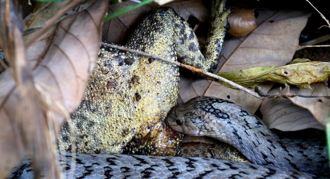 Researchers Observe Snakes Eating Organs Out Of Live Frogs Bodies
