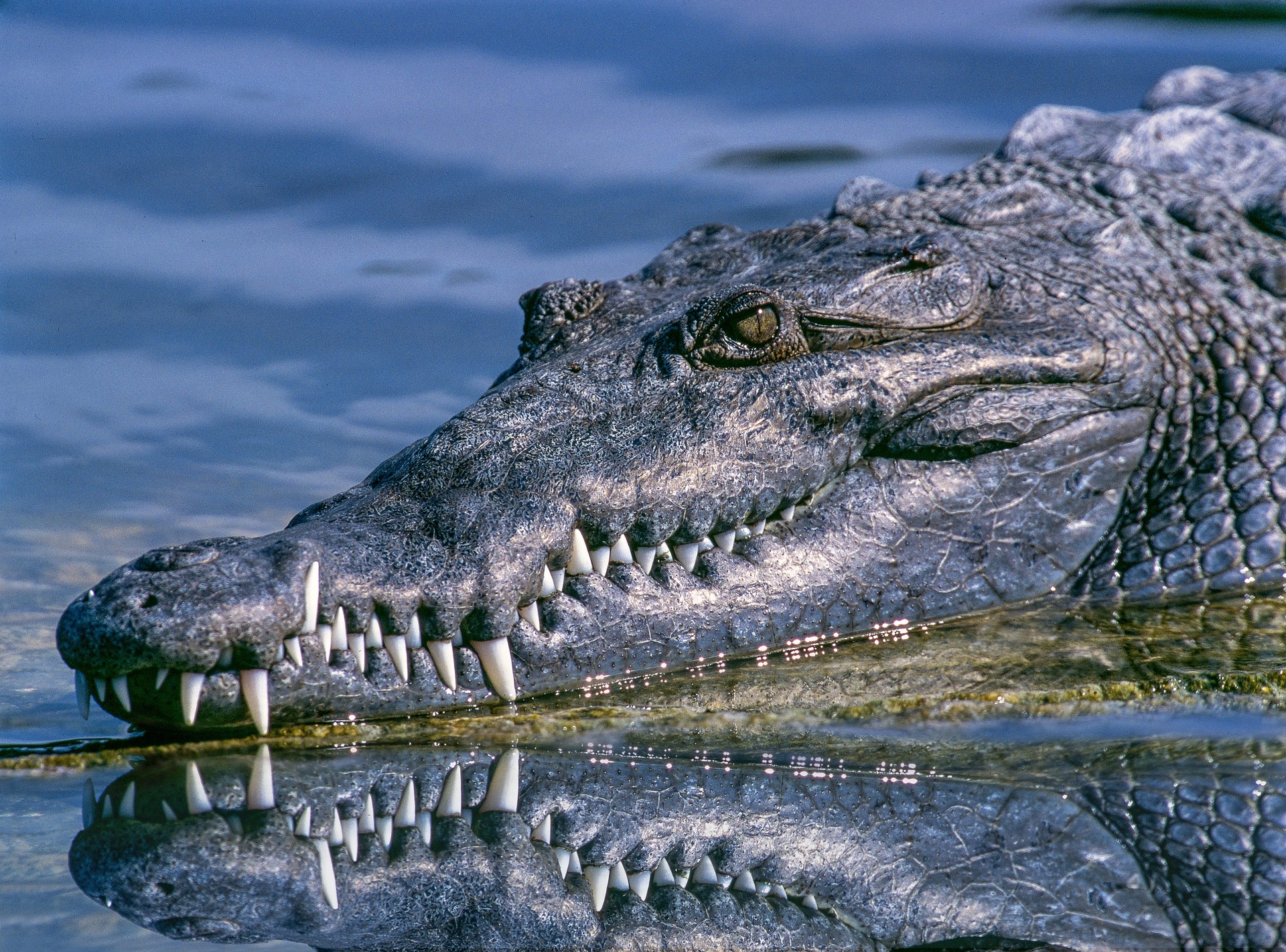Just a 13-foot crocodile casually eating a shark on the beach like it’s no big deal – BroBible