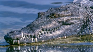 Just A 13-Foot Crocodile Casually Eating A Shark Right On The Beach Like It’s No Big Deal