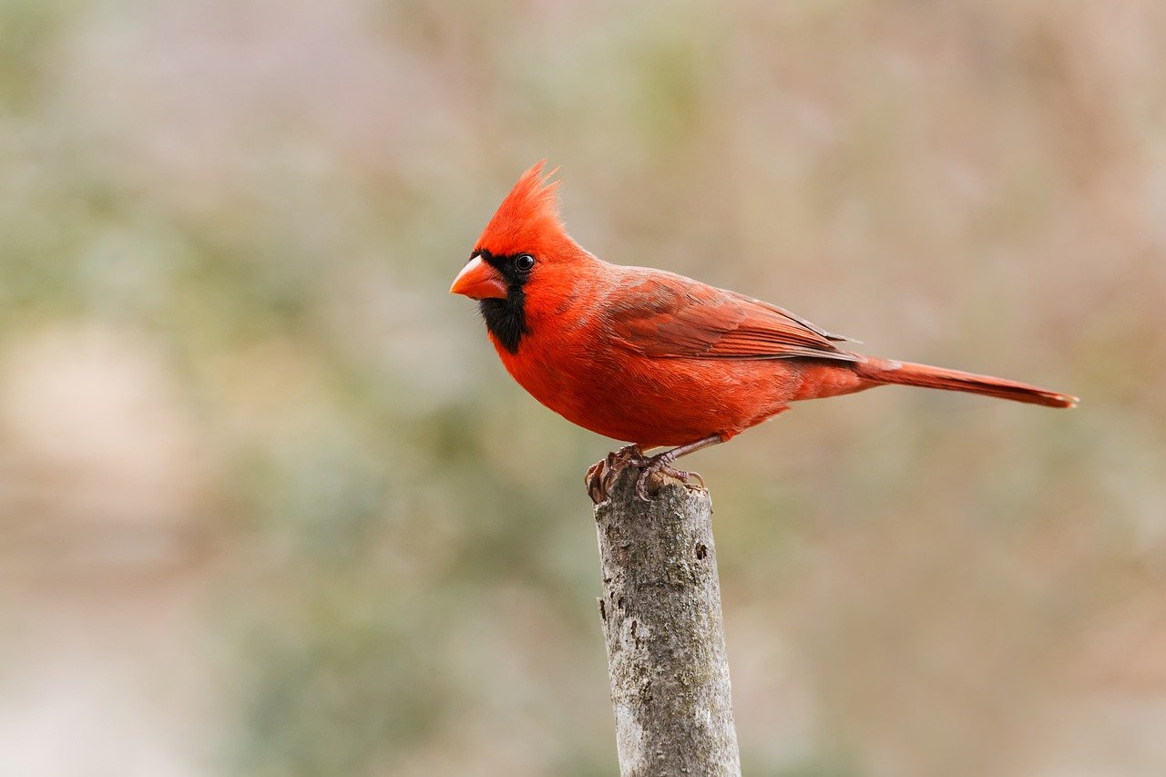 Half Male Half Female Cardinal Spotted In Pennsylvania Brobible