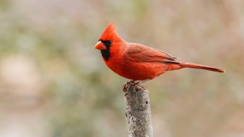 Half-Male, Half-Female Cardinal Spotted In Pennsylvania