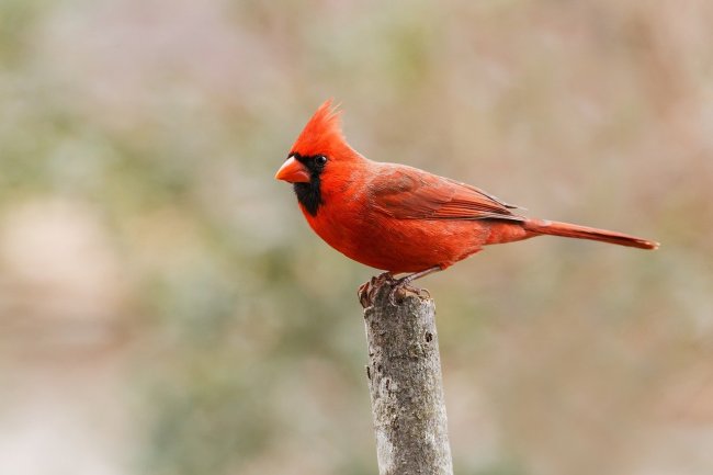 half female half male cardinal red bird pennsylvania
