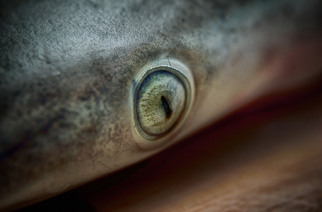 shark eye up close
