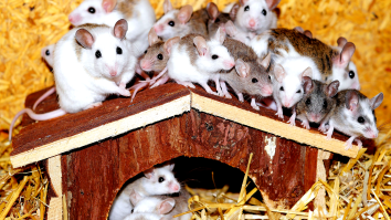 Millions Of Mice Are Terrorizing Australia, Looks Like Something Out Of A Horror Film