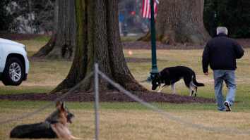 Biden’s Dogs Kicked Out Of The White House For Biting Incident
